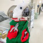 Exotic Bird Hospital