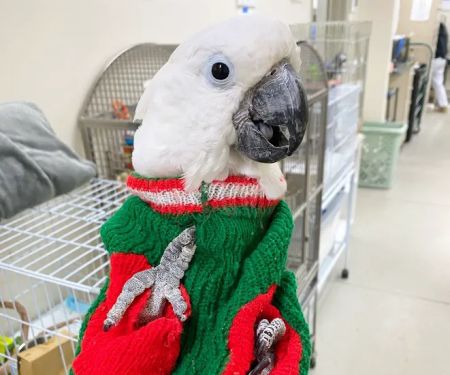 Exotic Bird Hospital