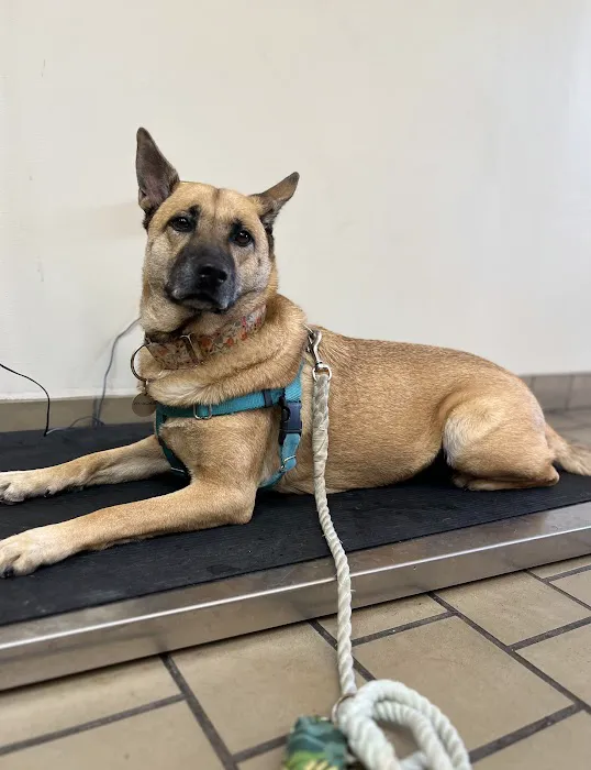 Timuquana Animal Hospital Picture 4