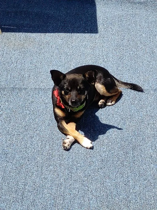 Timuquana Animal Hospital Picture 9