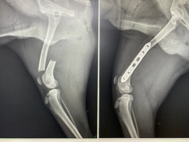 Jacksonville Veterinary Surgery and Orthopedics Picture 3