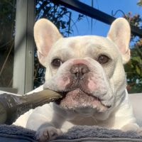 Jacksonville Veterinary Surgery and Orthopedics ico