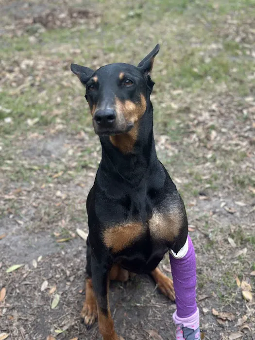 Jacksonville Veterinary Surgery and Orthopedics Picture 4