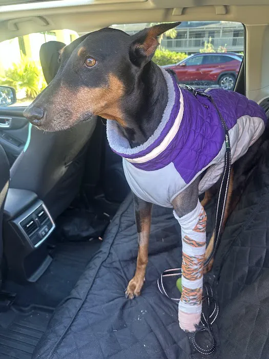 Jacksonville Veterinary Surgery and Orthopedics Picture 10