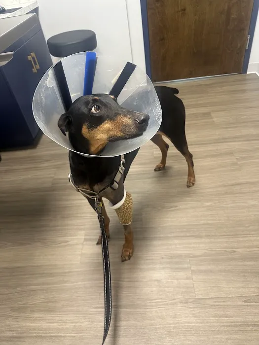 Jacksonville Veterinary Surgery and Orthopedics Picture 8