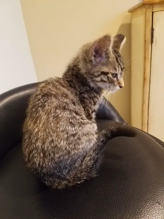 A Cat Clinic Picture 2