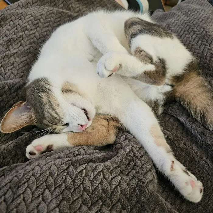 A Cat Clinic Picture 1