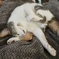 A Cat Clinic ico