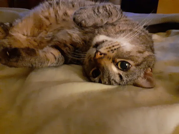 A Cat Clinic Picture 5