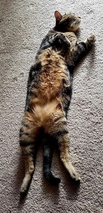 A Cat Clinic Picture 9