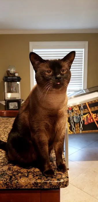 A Cat Clinic Picture 6
