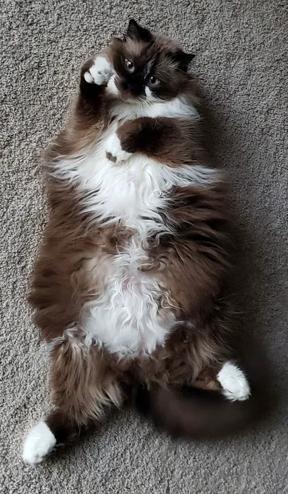 A Cat Clinic Picture 7