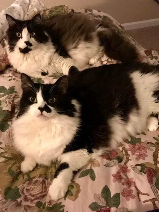 A Cat Clinic Picture 8