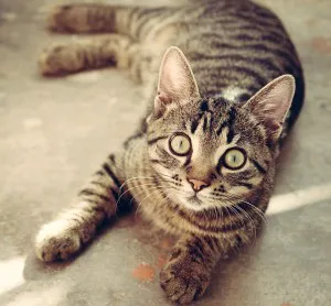 A Cat Clinic Picture 10