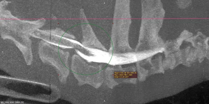 Jax Horizon Vet Imaging Picture 8