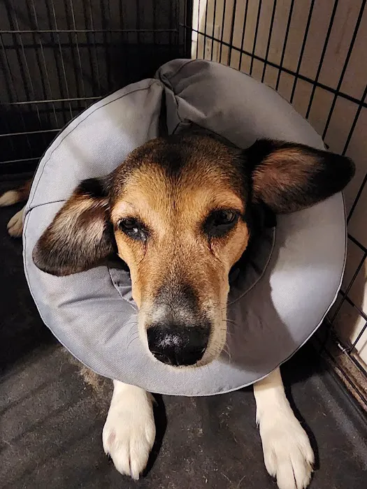 Capital Veterinary Specialists, JAX and Animal ER Picture 3