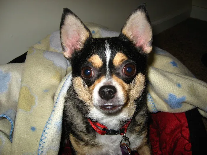 Capital Veterinary Specialists, JAX and Animal ER Picture 8