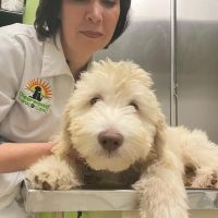 Deerwood Animal Clinic ico