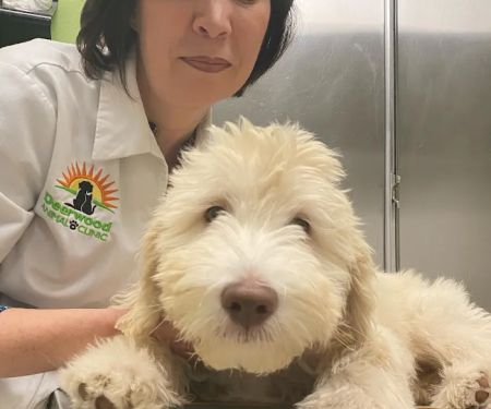 Deerwood Animal Clinic