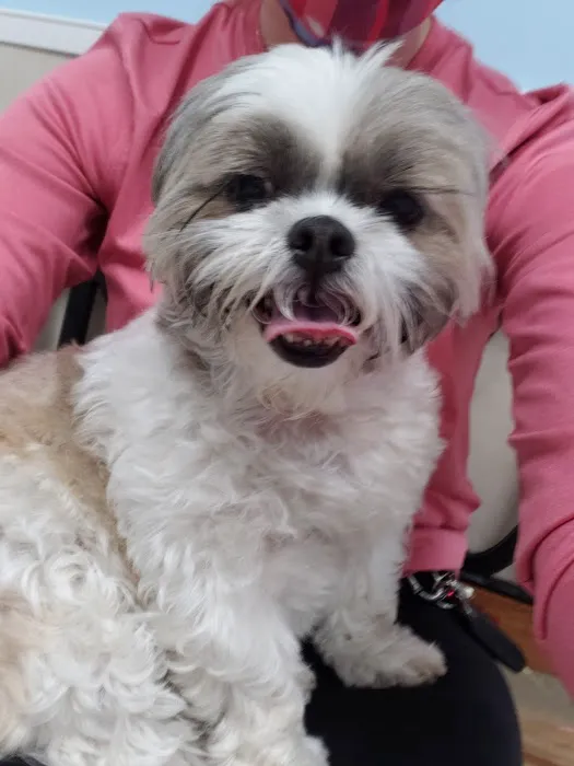 Mandarin Pet Emergency Hospital Picture 5