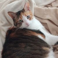 Vet-I-Care Animal Hospital ico