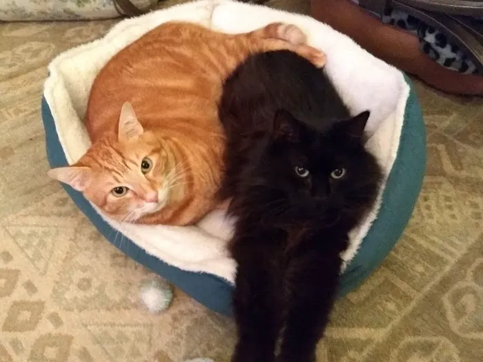 Vet-I-Care Animal Hospital Picture 9