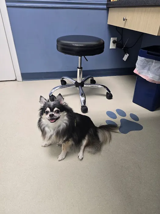 Scott Mill Animal Hospital Picture 4