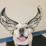Scott Mill Animal Hospital