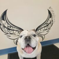 Scott Mill Animal Hospital ico
