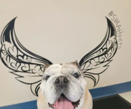 Scott Mill Animal Hospital