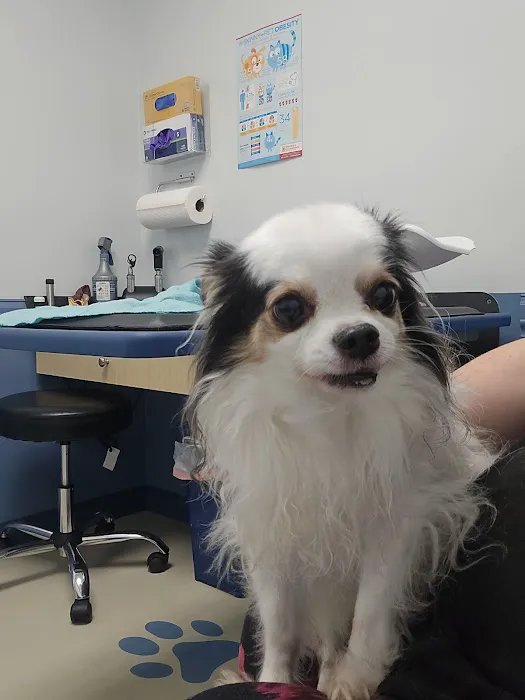 Scott Mill Animal Hospital Picture 10