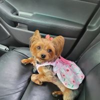 Banfield Pet Hospital ico