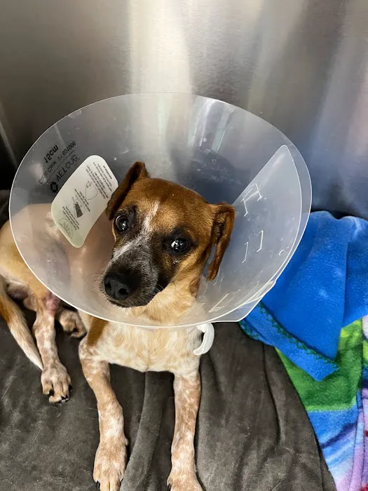 Marietta Animal Hospital Picture 9