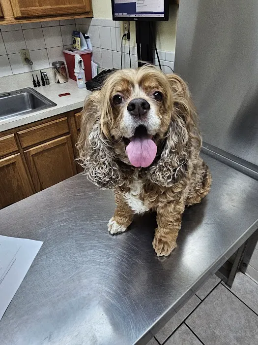 Normandy Animal Hospital Picture 1