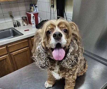 Normandy Animal Hospital