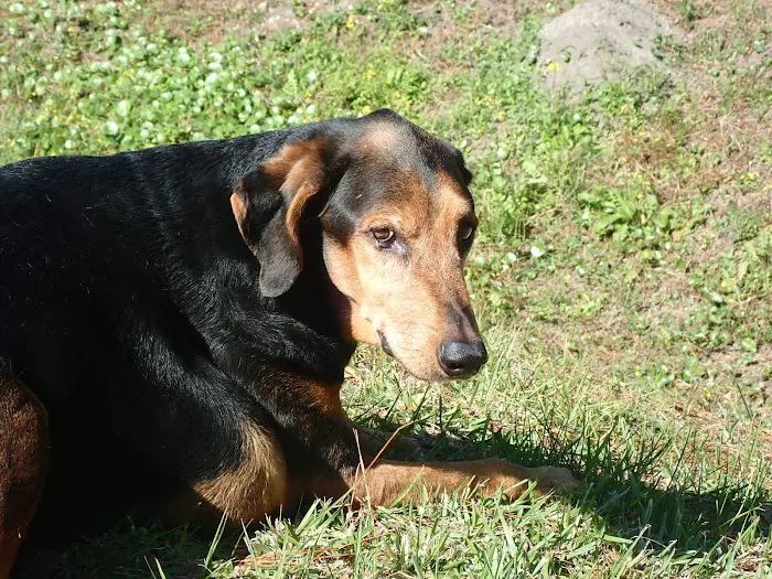 Normandy Animal Hospital Picture 10