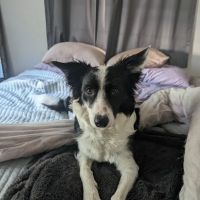 Beltway Animal Hospital ico