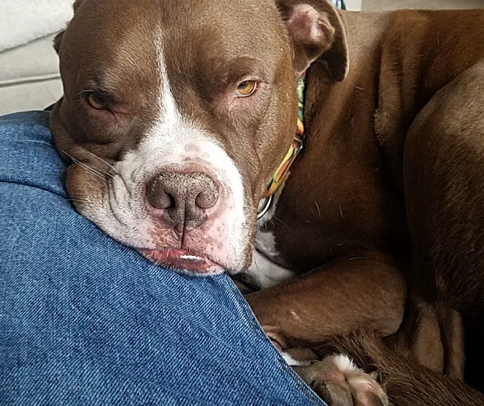 Allied Veterinary Emergency & Referral Picture 6