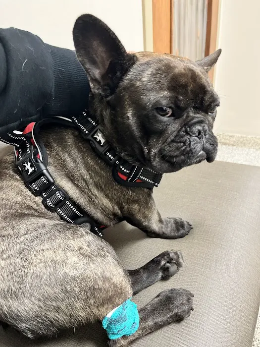 Allied Veterinary Emergency & Referral Picture 1