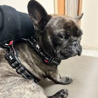 Allied Veterinary Emergency & Referral ico