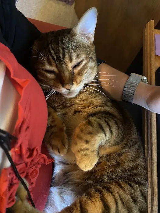 Allied Veterinary Emergency & Referral Picture 8