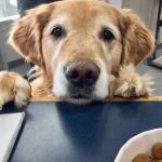 VCA Animal Care Hospital