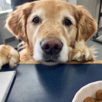 VCA Animal Care Hospital ico