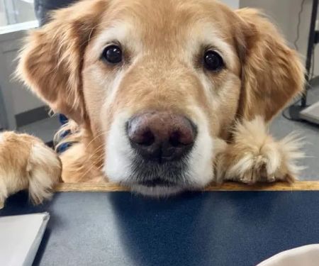 VCA Animal Care Hospital