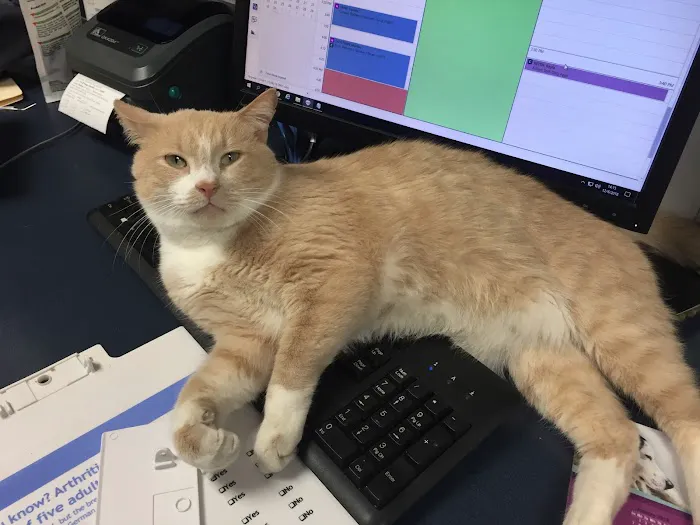 VCA Animal Care Hospital Picture 4