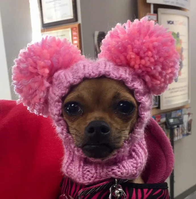 VCA Animal Care Hospital Picture 8
