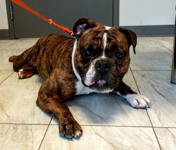 ValueCare Veterinary Clinic Picture 2