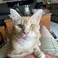 Woodlake Veterinary Hospital ico