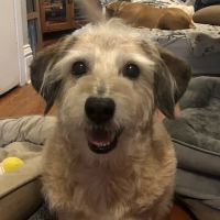 Animal House Call Services ico