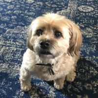 St. Francis Animal Hospital ico